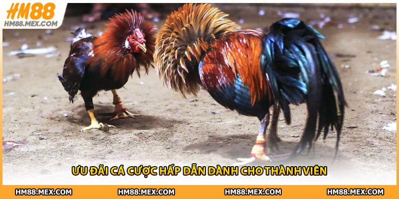 Ưu đãi cá cược hấp dẫn dành cho thành viên